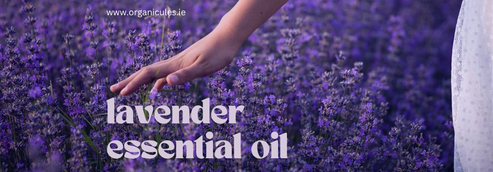 Field of lavender