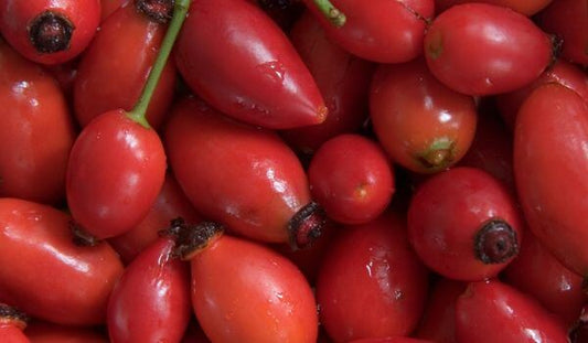 close up of fresh rosehips