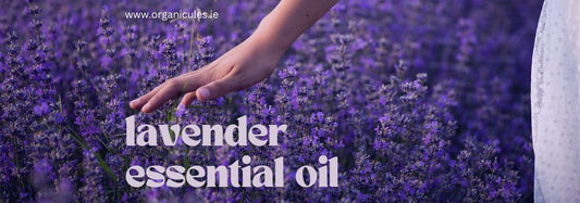 Field of lavender
