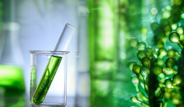 Algae extracts